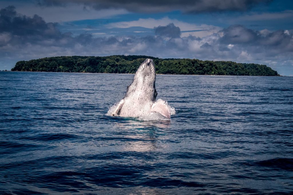 Photo Whale in Caño Island. Credit: Alexander Sánchez