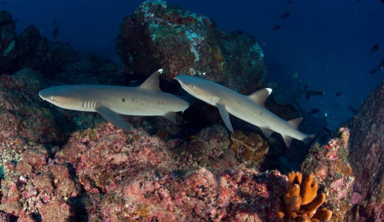 Fotografía de tiburones en el Pacífico Este Tropical
